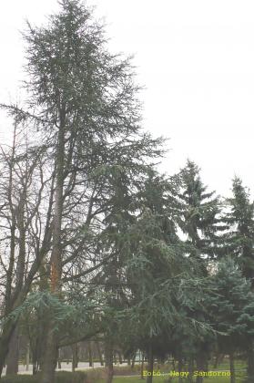 Cedrus atlantica